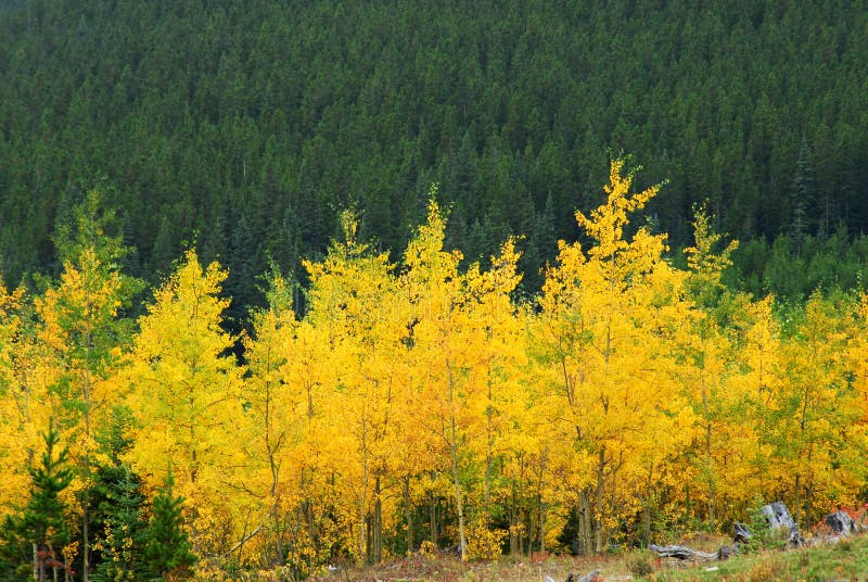 Aspen and pine forests. Colorful autumn view of aspen and pine forests in kananaskis country, alberta, canada stock photos Aspen and pine forests. Colorful autumn view of aspen and pine forests in kananaskis country, alberta, canada stock photos