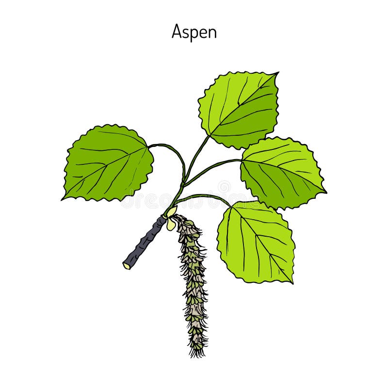 Осина дерево для детей