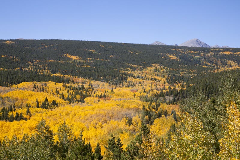 Aspen Stand vibrante fotografia stock Aspen Stand vibrante fotografia stock