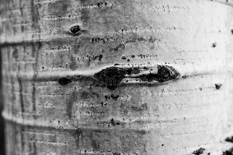 Aspen Tree photos libres de droits Aspen Tree photos libres de droits