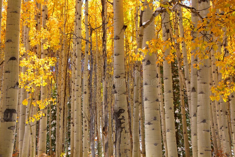 Aspen tree background