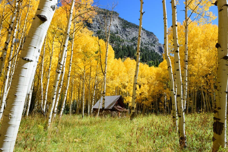 Aspen Tree Fall Foliage Color in Colorado Stock Image Image of