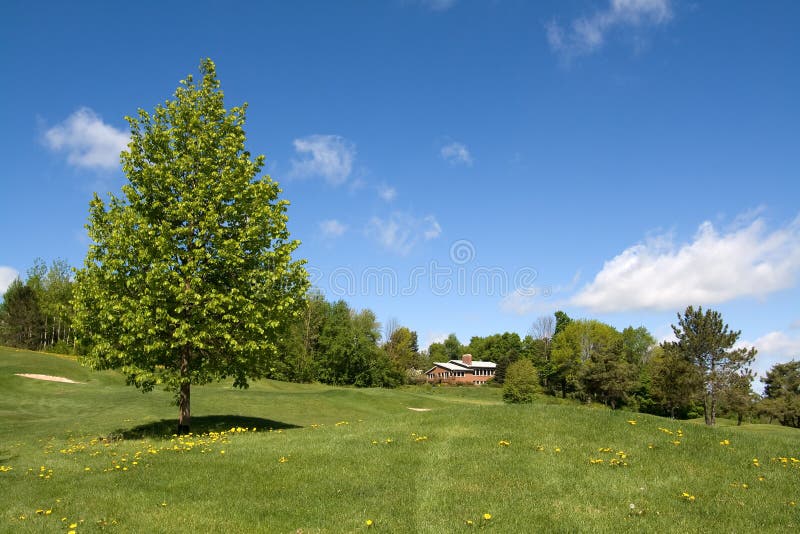 Aspen tree in a field