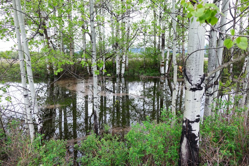 Aspen Tree Reflections Nahe Missoula, Montana Stockfoto Bild von