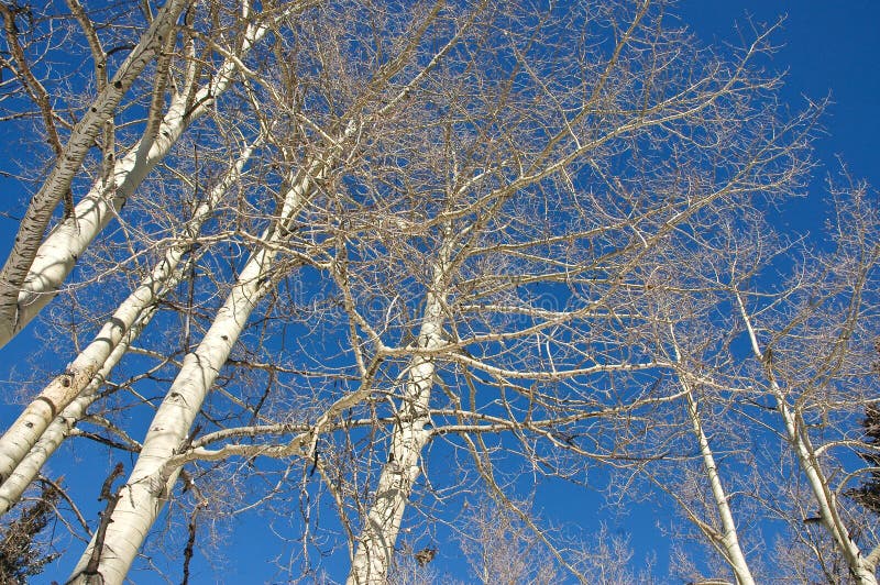 Barren Aspen Tree Forest Natural Parkland Swamp Lake Alberta Foothills