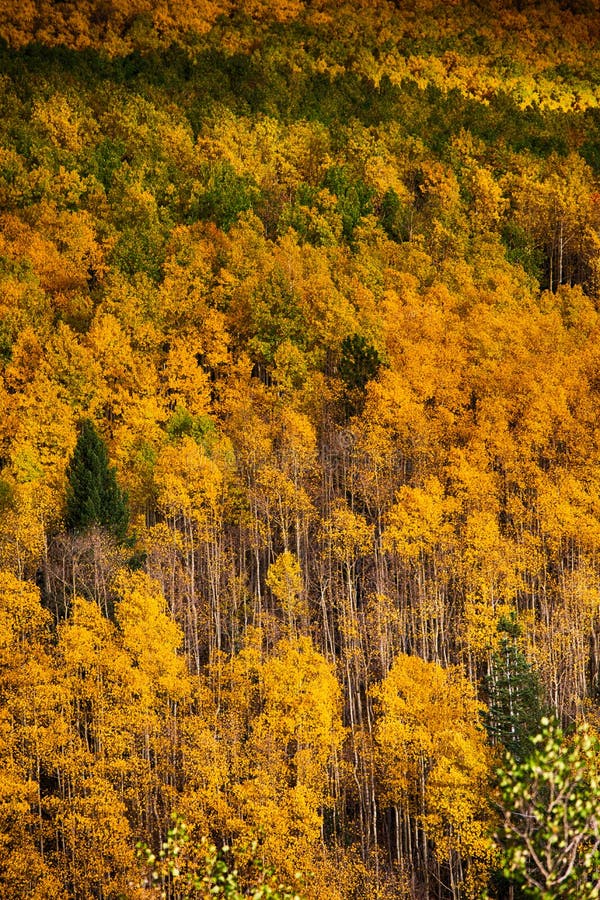 Aspen Trees in Autumn Colors Stock Image - Image of santa, color: 60741585