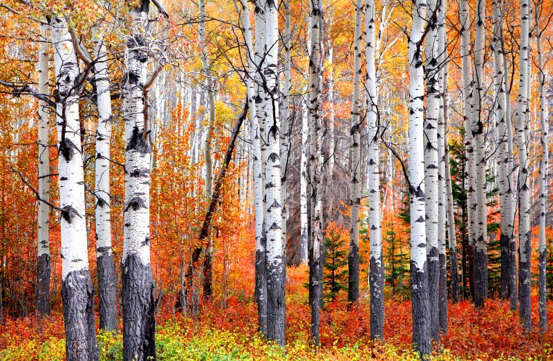 Aspen trees in Banff national park in autumn time