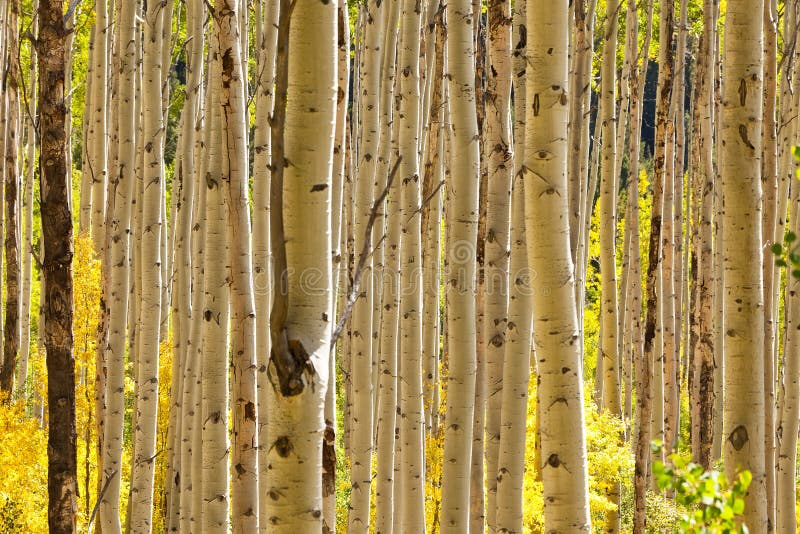 Aspen Trees in Colorado