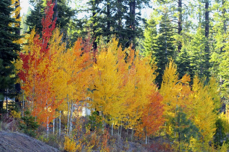 Aspen Trees in Banff National Park in Autumn Time Stock Photo Image