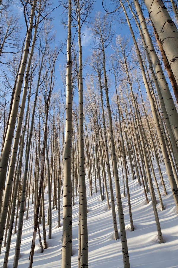 Aspen trees in evening light