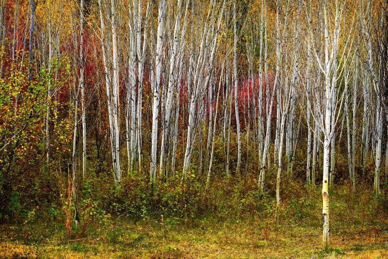 Aspen Trees in Fall with Colors Lush Forest Birch Red Maples royalty free stock image
