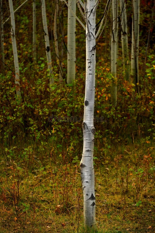 Aspen Trees in Fall with Colors Lush Forest Birch Red Maples stock photography