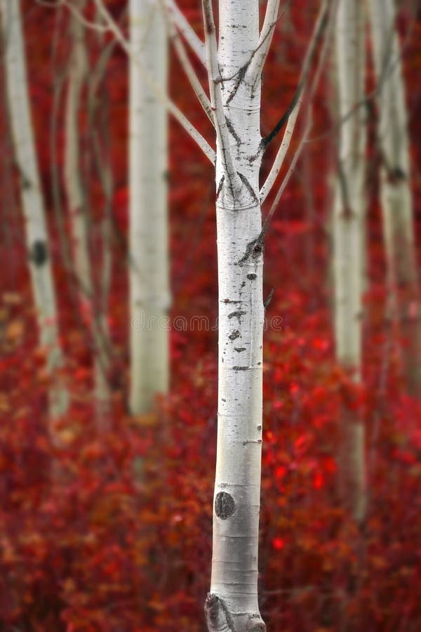 Aspen Trees in Fall with Colors Lush Forest Birch Red Maples royalty free stock photography