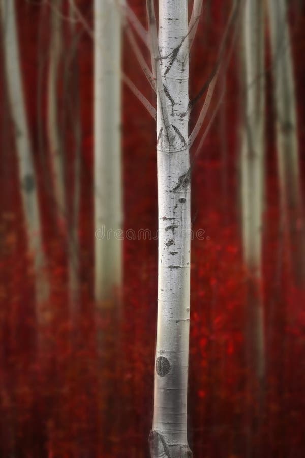 Aspen Trees in Fall with Colors Lush Forest Birch Red Maples royalty free stock image