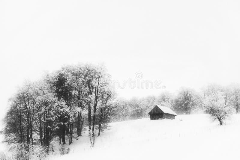 Aspen trees and old cottage in winter