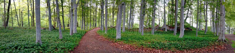 Aspen trees in park