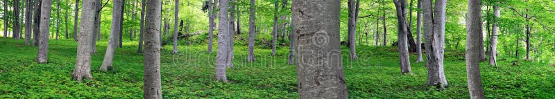 Aspen trees in park