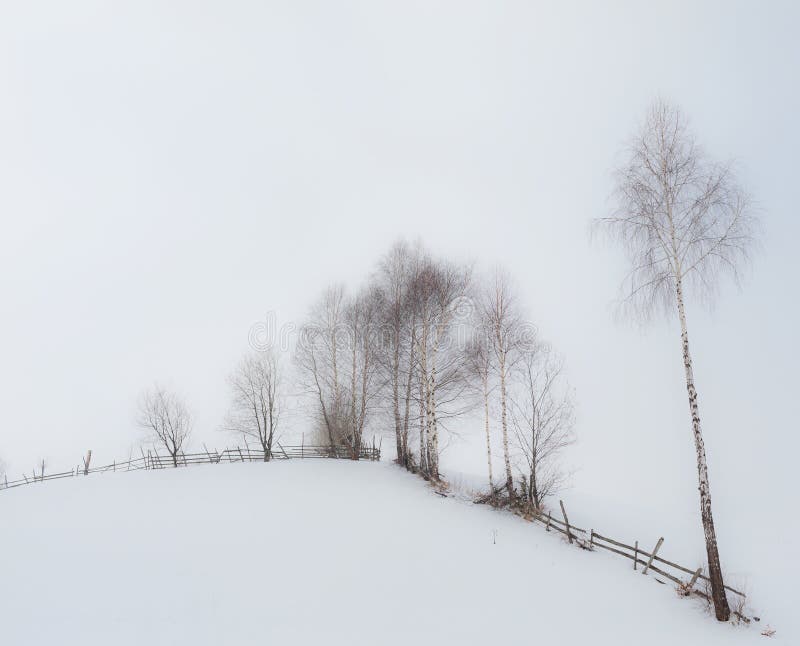 Aspen trees in winter