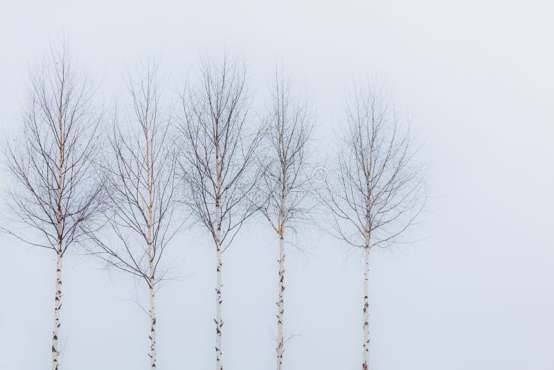 Aspen trees in winter