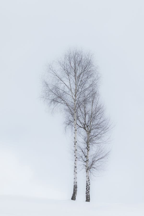 Aspen trees in winter