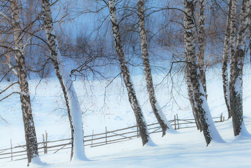 Aspen trees in winter and old fence