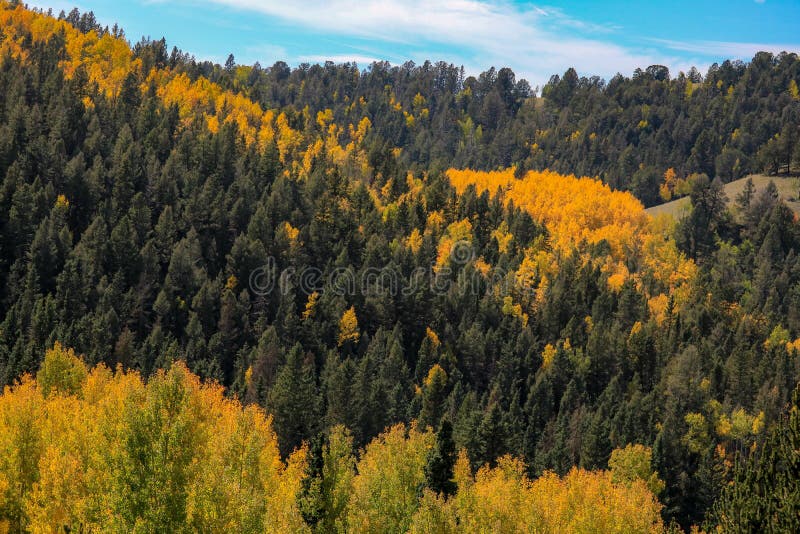 Green and yellow forest on the hillside