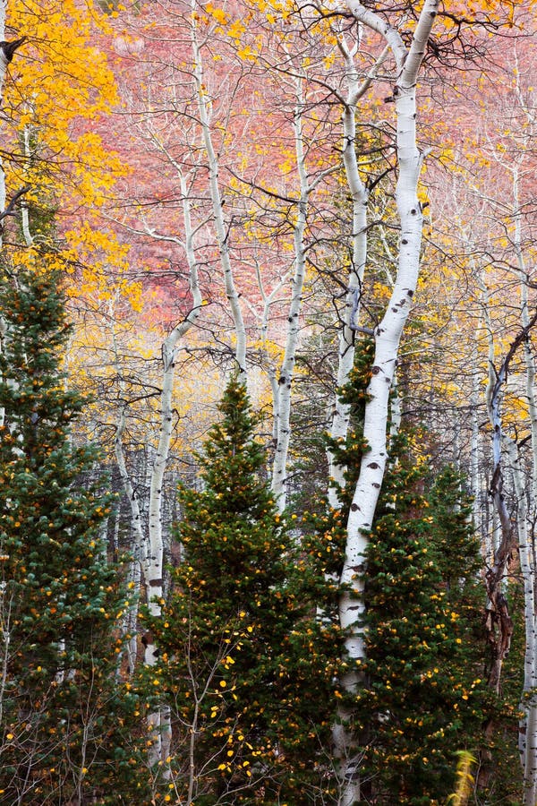 Aspens in the Midst of Pine Trees
