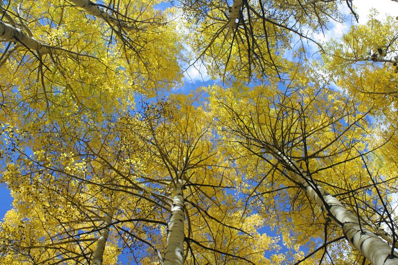 Aspens Overhead