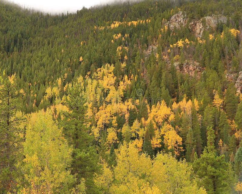 Aspens Turning Color in Central Colorado Stock Photo Image of pine