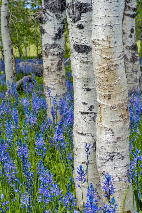 Aspens and wild flowers in nature