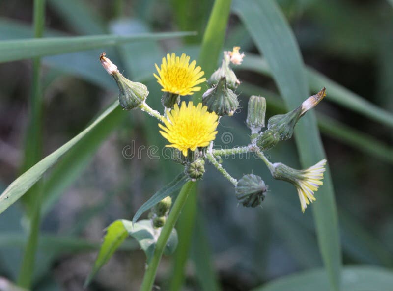 Asper del Sonchus, anche conosciuto comunemente come il scrofa-cardo selvatico spinoso, cardo selvatico di latte ruvido, sowthist immagine stock libera da diritti Asper del Sonchus, anche conosciuto comunemente come il scrofa-cardo selvatico spinoso, cardo selvatico di latte ruvido, sowthist immagine stock libera da diritti