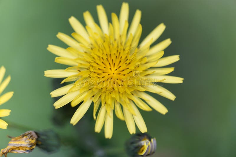 Asper espinhoso do Sonchus do cardo de porca imagem de stock royalty free Asper espinhoso do Sonchus do cardo de porca imagem de stock royalty free