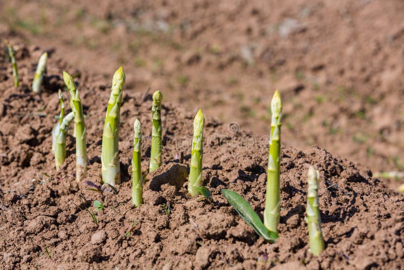 Asperge image stock Asperge image stock