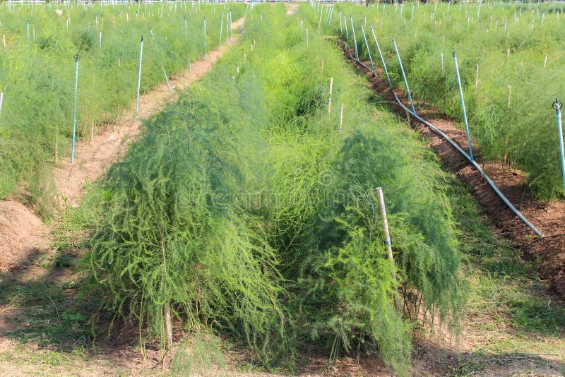 Asperge sur la terre dans le jardin image libre de droits Asperge sur la terre dans le jardin image libre de droits