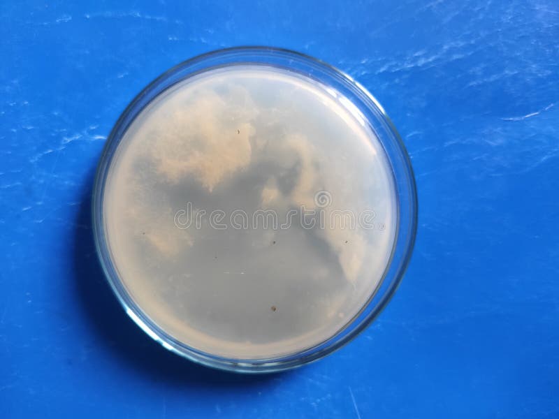 Aspergillus niger and Bacillus genus bacteria on saboraud dextrose agar medium royalty free stock photo