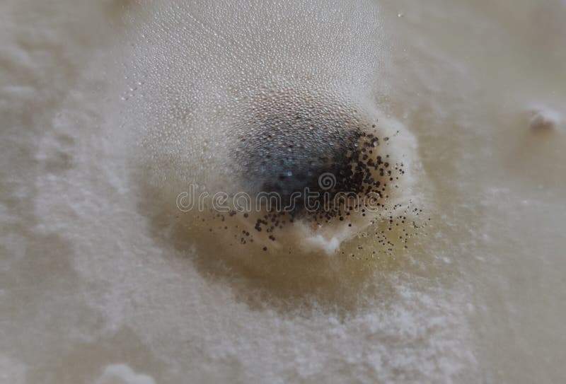 Aspergillus niger colony on a textile sample stock photos