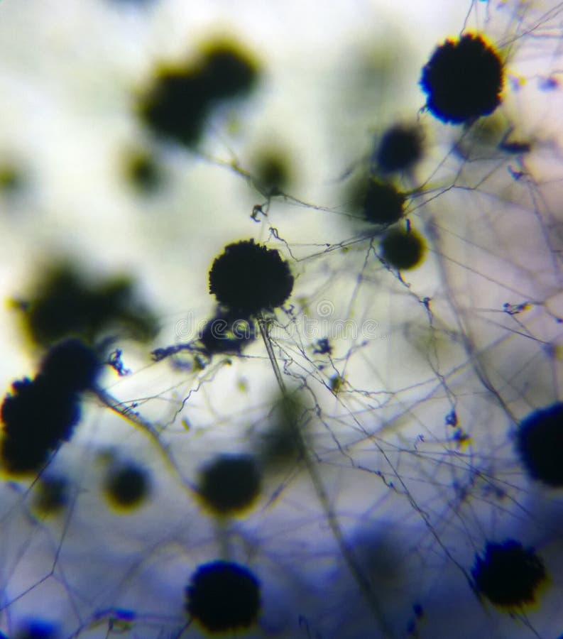 Aspergillus niger conidia royalty free stock photos