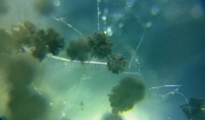 Aspergillus niger conidia under the microscope royalty free stock image