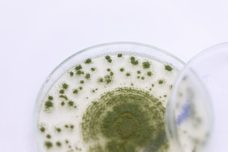 Aspergillus Oryzae är En Filamentös Svamp, Under Mikroskop I Laboratoriet - Bild av allergisk,