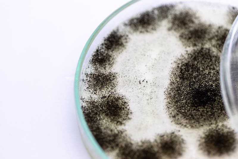Aspergillus vorm voor de Microbiologie in Laboratorium stock fotografie Aspergillus vorm voor de Microbiologie in Laboratorium stock fotografie