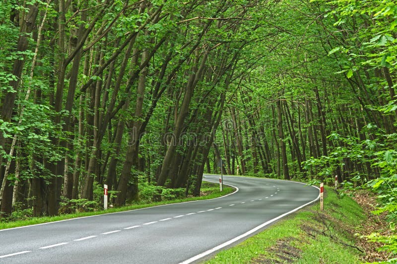 Asphalt road through the forest.