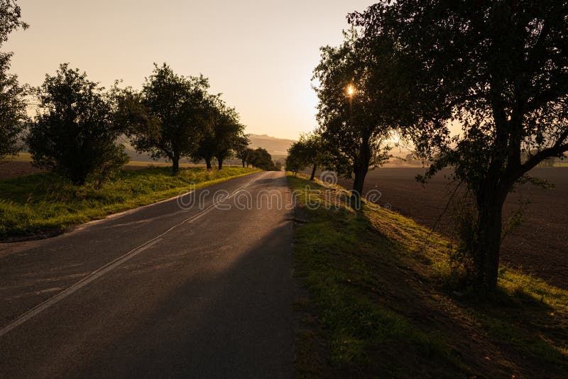 Asphalt road with trees on both sides during sunset