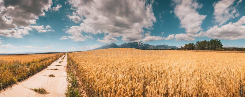 Asfaltová cesta přes pšeničné pole. Tatry.