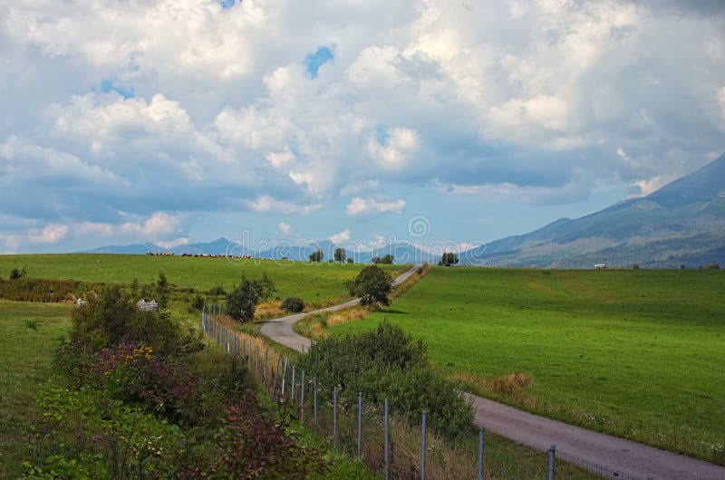 Asfaltová cesta vedoucí do hor v lese. Stádo krav spásá louku. Letní čas na Slovensku.