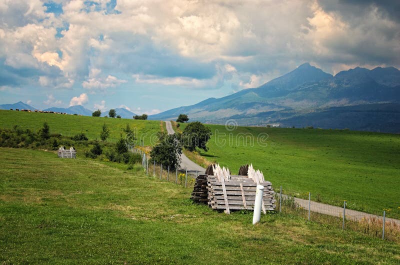 Asfaltová cesta vedoucí do hor v lese. Na vrcholu kopce se pase stádo krav. Letní čas na Slovensku
