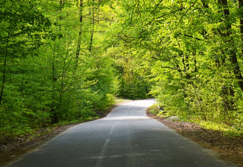 Asphaltstra?e durch den gr?nen Wald an einem sonnigen Fr?hlingstag lizenzfreies stockfoto Asphaltstra?e durch den gr?nen Wald an einem sonnigen Fr?hlingstag lizenzfreies stockfoto
