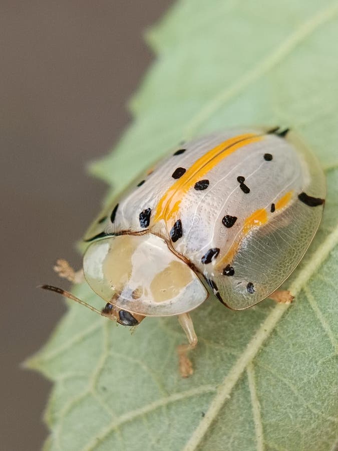 Aspidimorpha miliaris è una specie diffusa di scarabei asiatici appartenenti alla famiglia Chrysomelidae fotografie stock