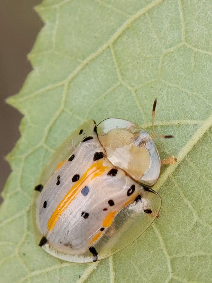 Aspidimorpha miliaris è una specie diffusa di scarabei asiatici appartenenti alla famiglia Chrysomelidae fotografia stock