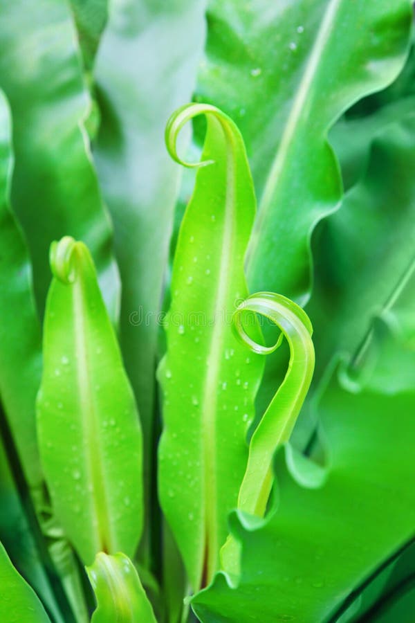 Asplenium nidus