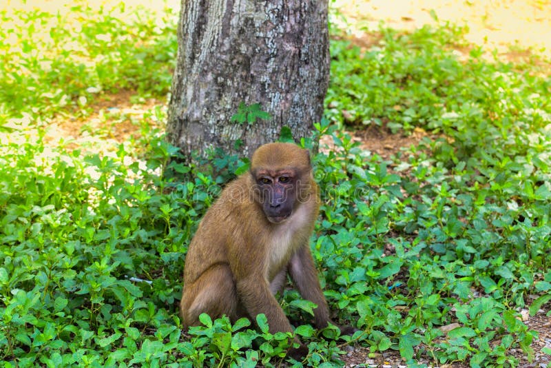 Assam Macaque,Monkey Sitting Under the Tree,Lonely Monkey without  Friends,Sad Monkey,Nature Wildlife,Humans Evolved from Monkeys Stock Photo  - Image of assam, brown: 151633742
